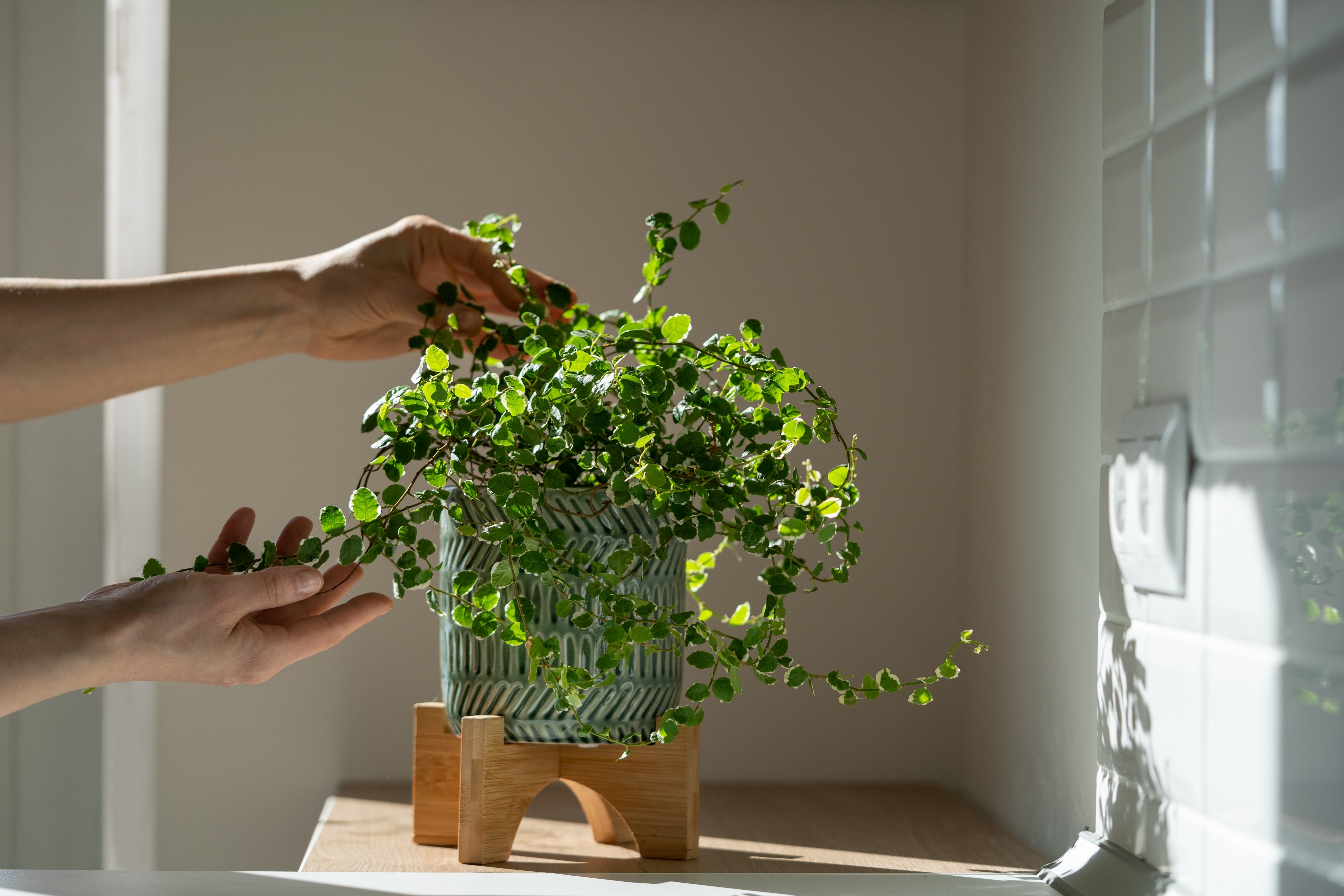 2 Cuidado de plantas