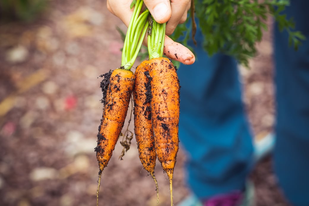 San Patricio-alimentos-cosechar-huerta