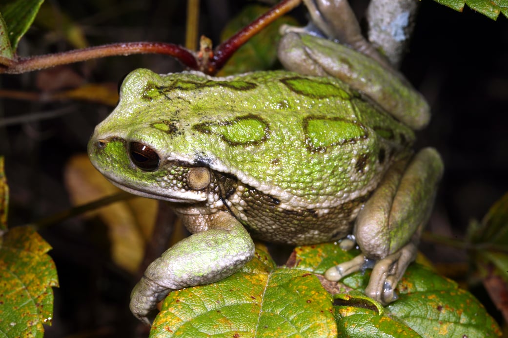 San Patricio Smart Living- fauna nativa- rana marsupial