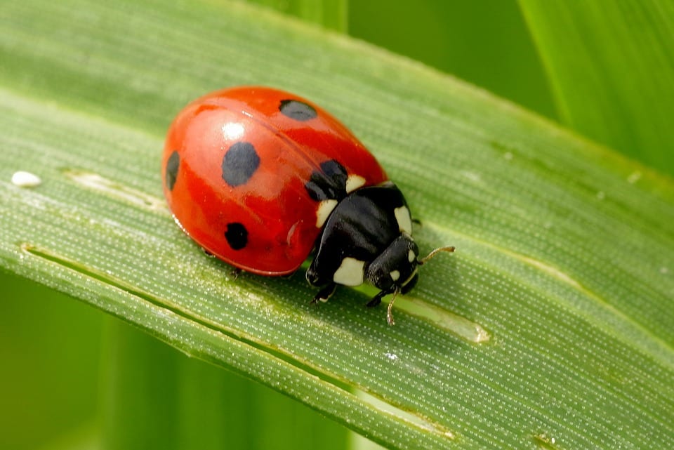 San Patricio Smart Living- fauna nativa-mariquita