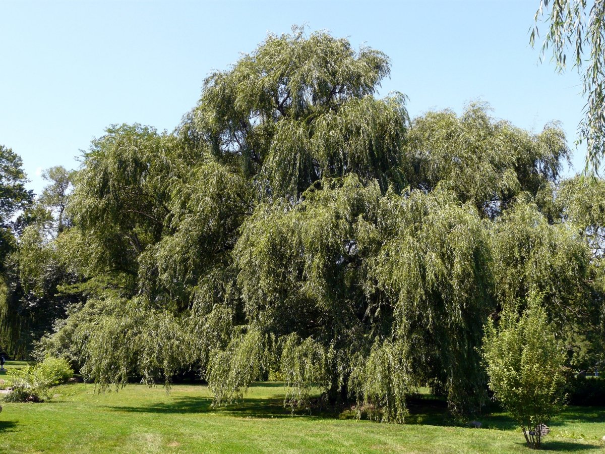 flora nativa-cumbayá