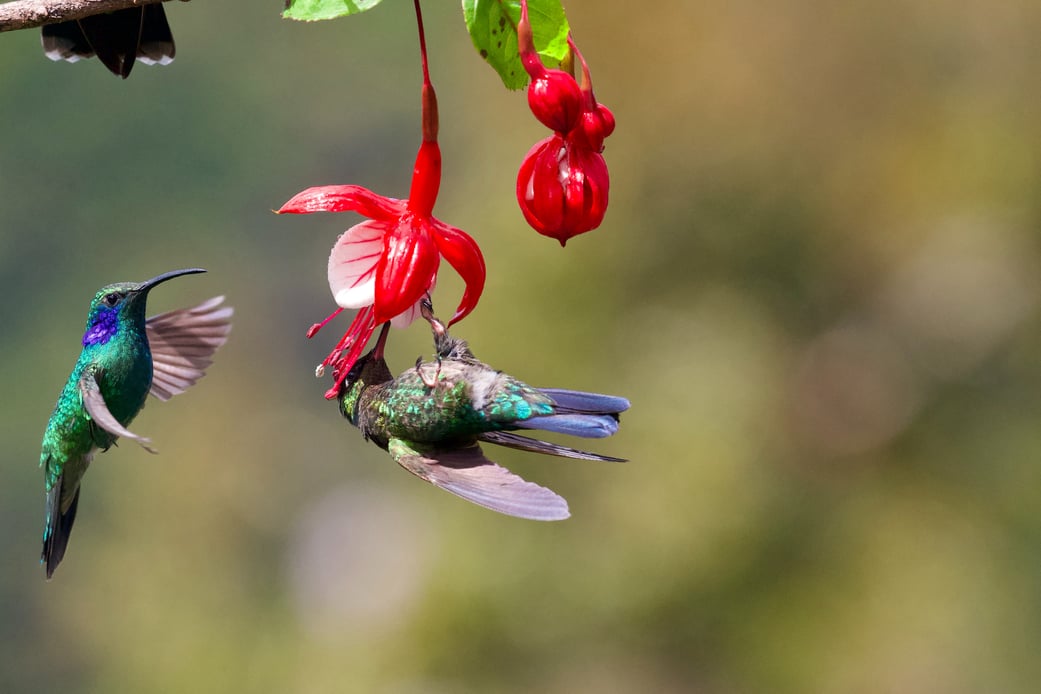 San Patricio -Cumbayá - naturaleza