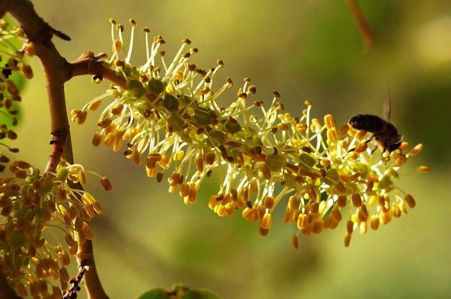 algarrobo-flor