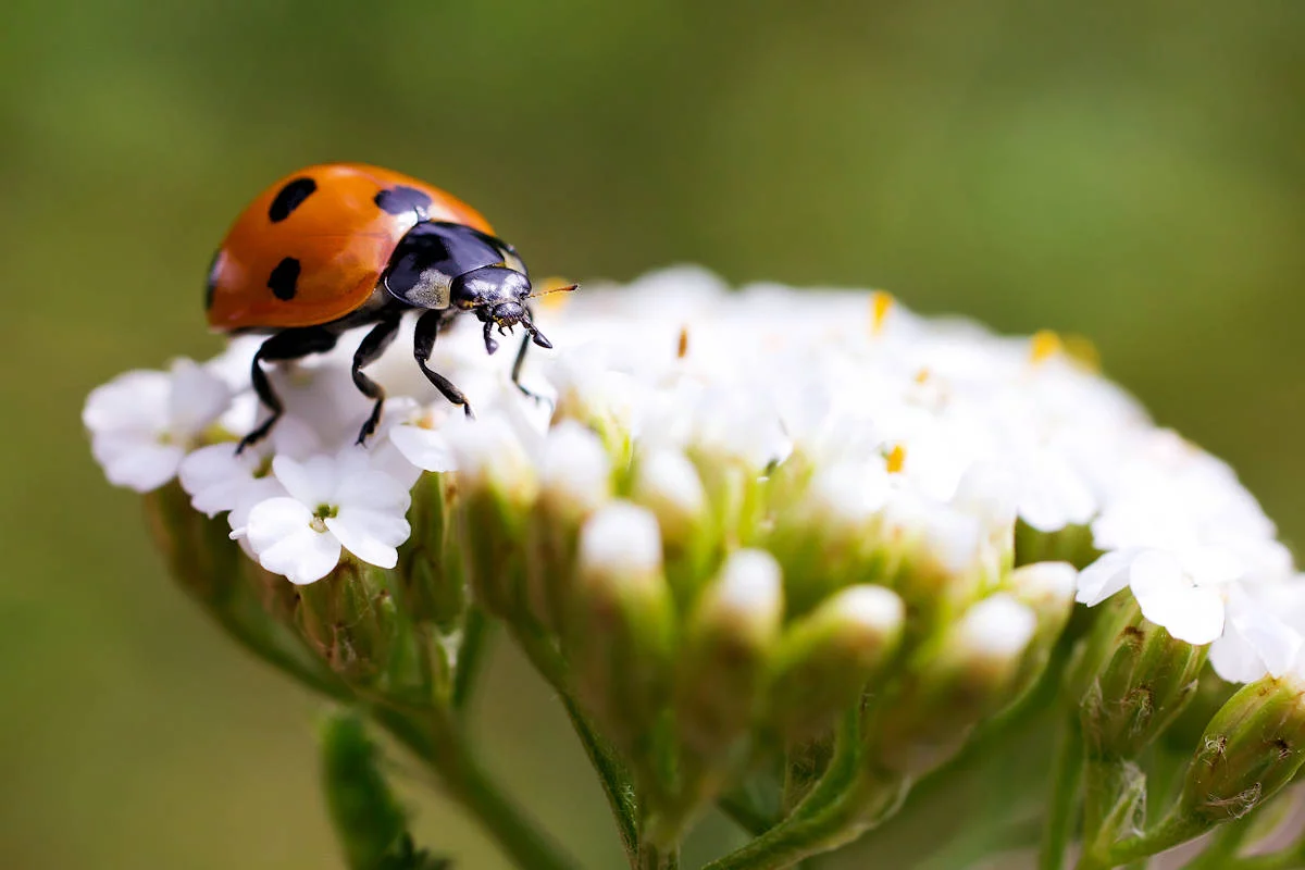 5 especies de fauna nativa que encontrarás en San Patricio