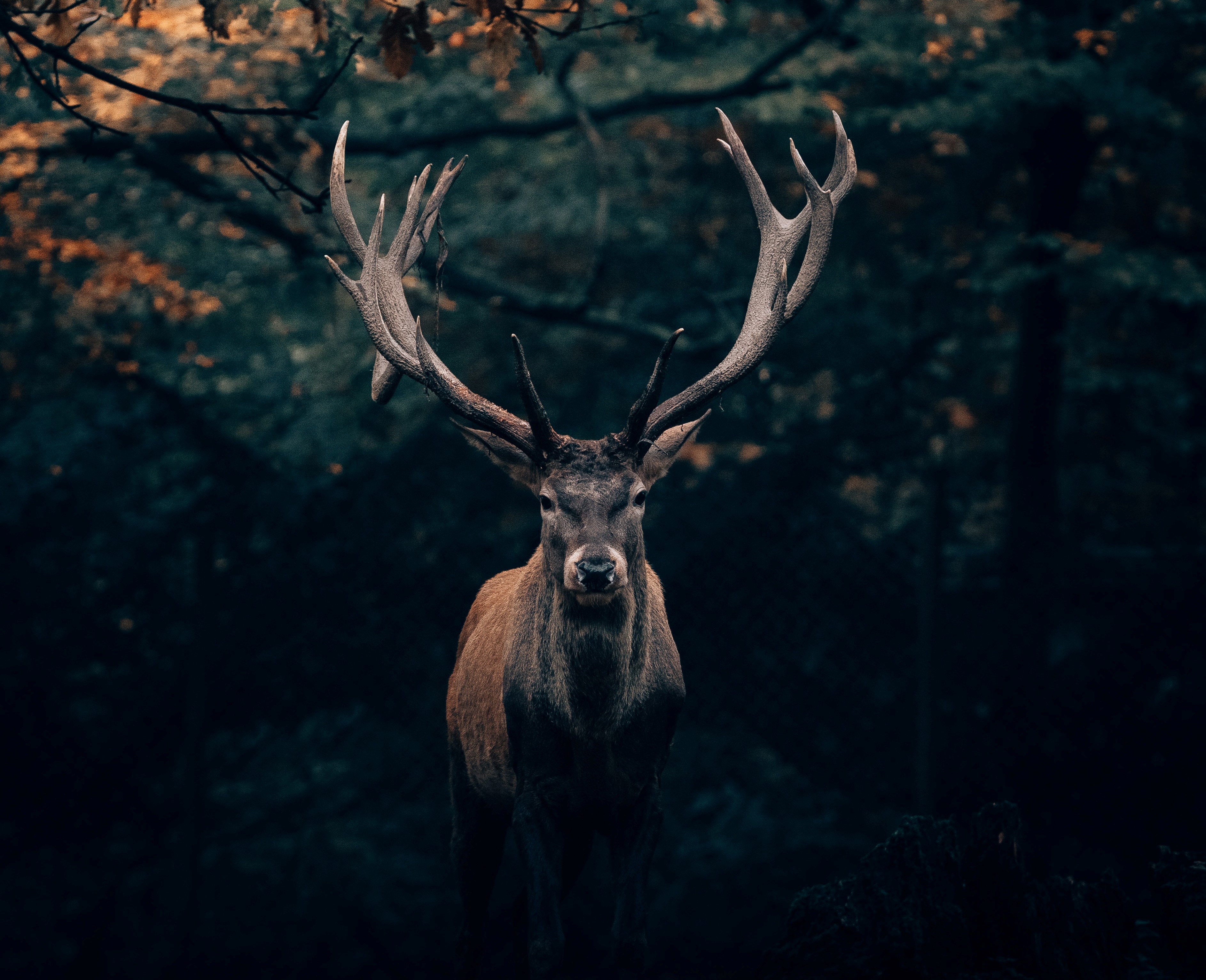 Documentales sobre la naturaleza que no puedes dejar de ver