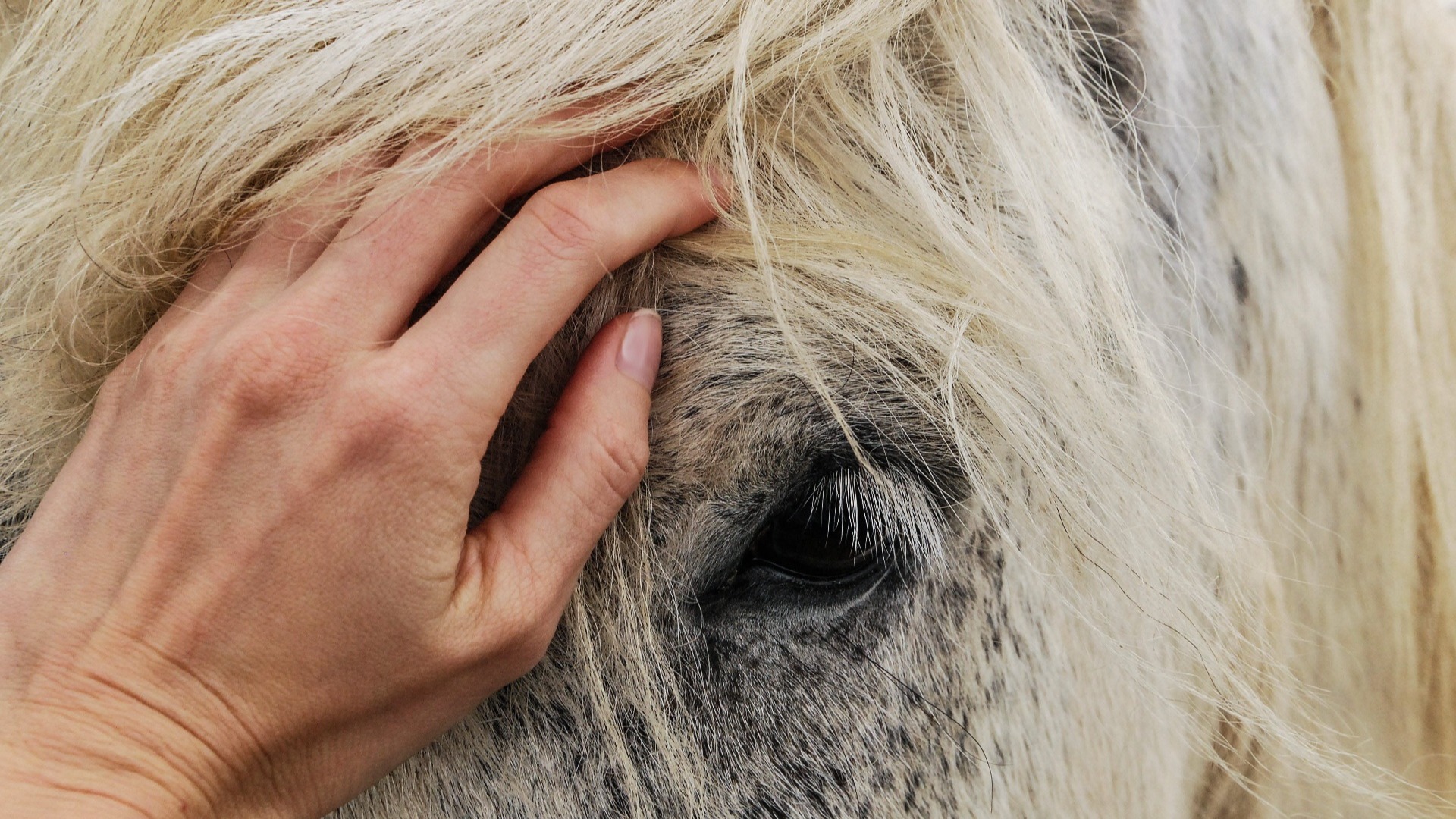 Equinoterapia: todos los beneficios del contacto con la naturaleza